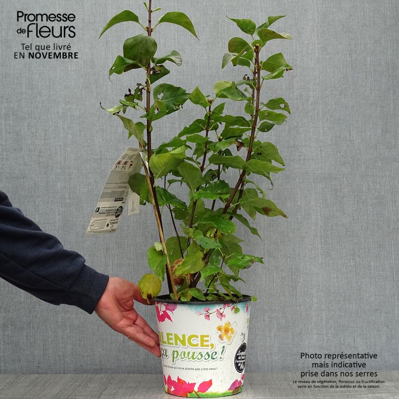 Exemplaar van Syringa vulgaris Zhemchuzhina - Gewone sering Pot van 4 l/5 l, Struik zoals geleverd in de herfst