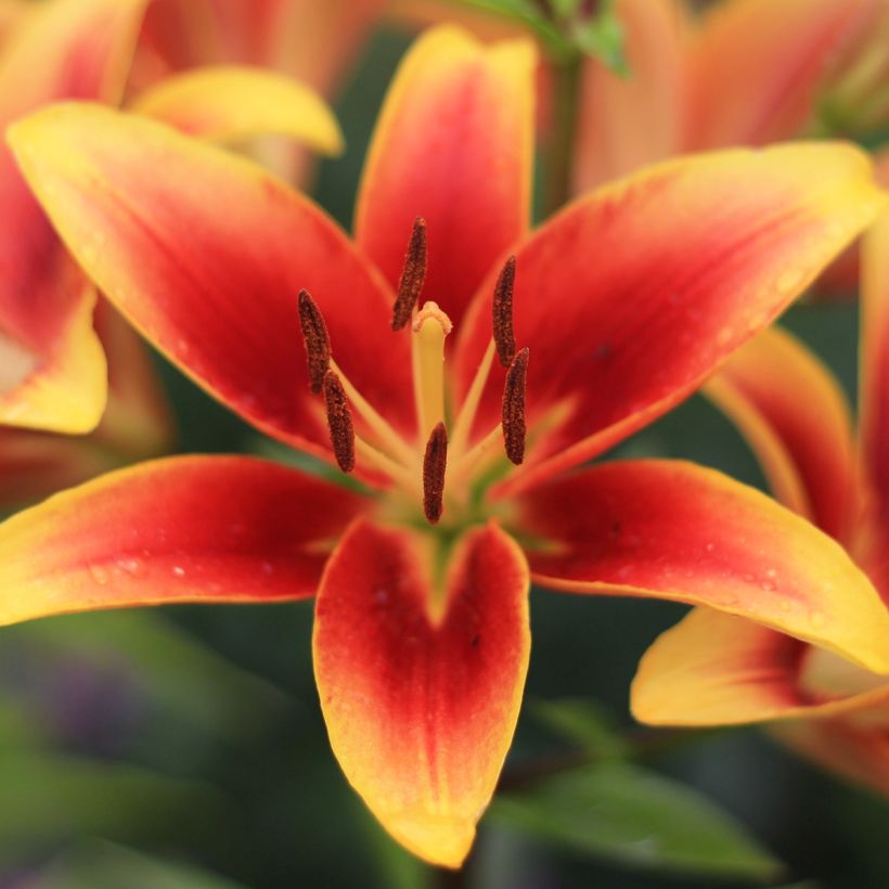 Lilium Avalon Sunset - Aziatische lelie (Bloei)