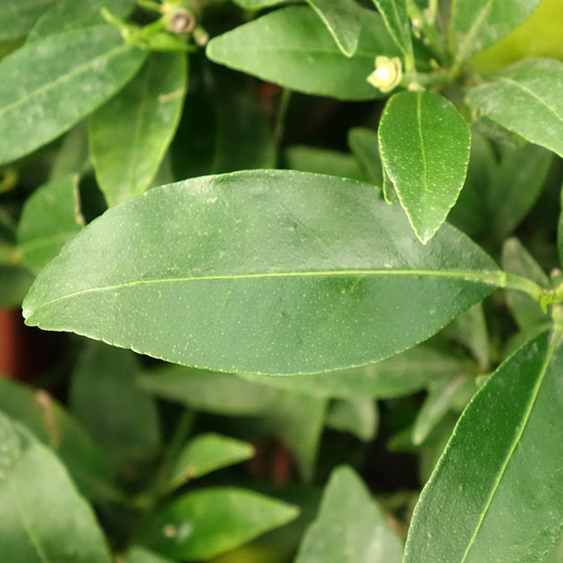 Limequat - Citrus × floridana (Blad)