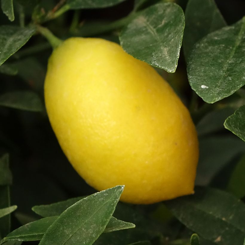 Limequat - Citrus × floridana (Oogst)