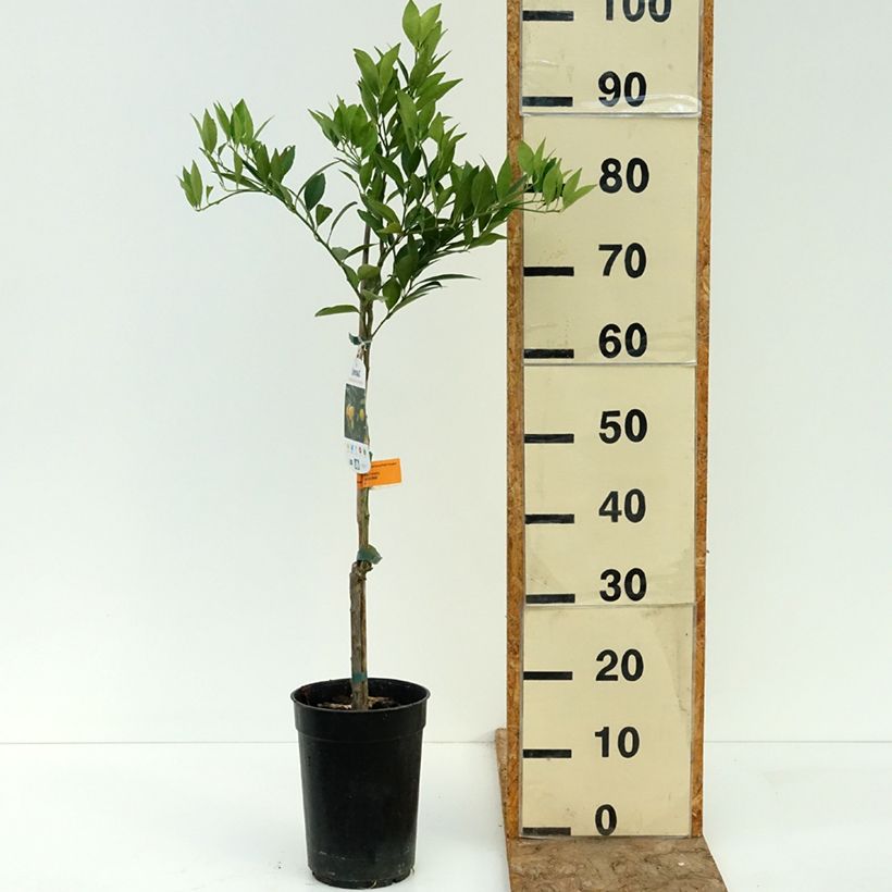 Exemplaar van Limequat - Citrus × floridana Pot van 3 l/4 l, Pol zoals geleverd in de zomer