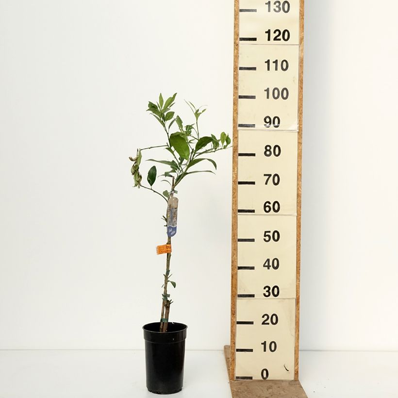 Example of Limequat - Citrus × floridana Pot van 3 l/4 l, Pol as you get in hiver