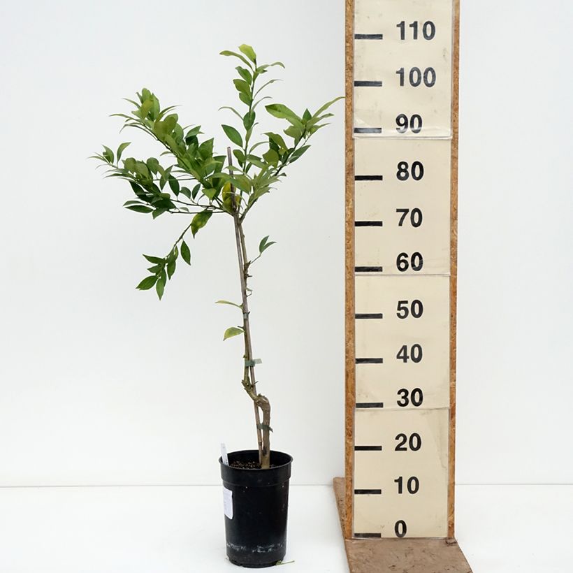 Exemplaar van Limequat - Citrus × floridana Pot van 3 l/4 l, Pol zoals geleverd in de lente