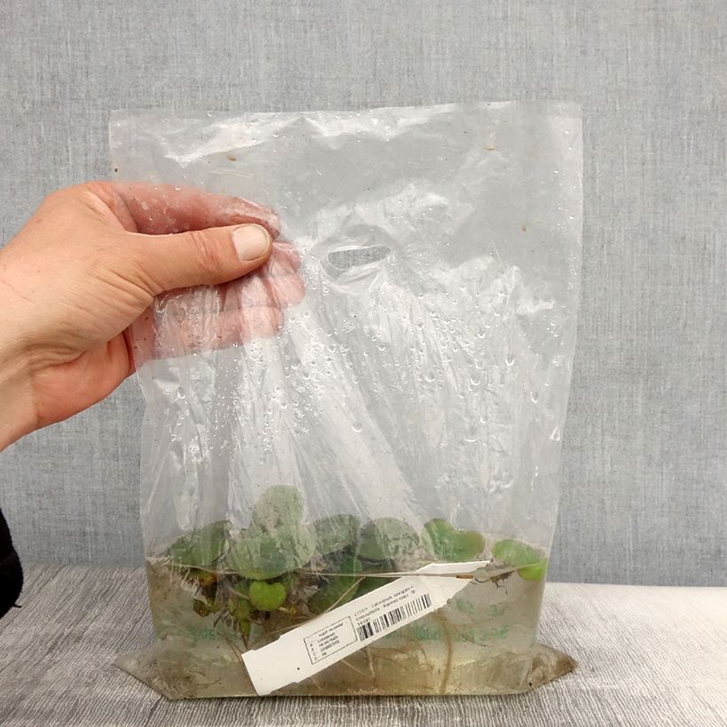 Exemplaar van Limnobium laevigatum - Amazone-kikkerbeet Naakte wortel zoals geleverd in de lente