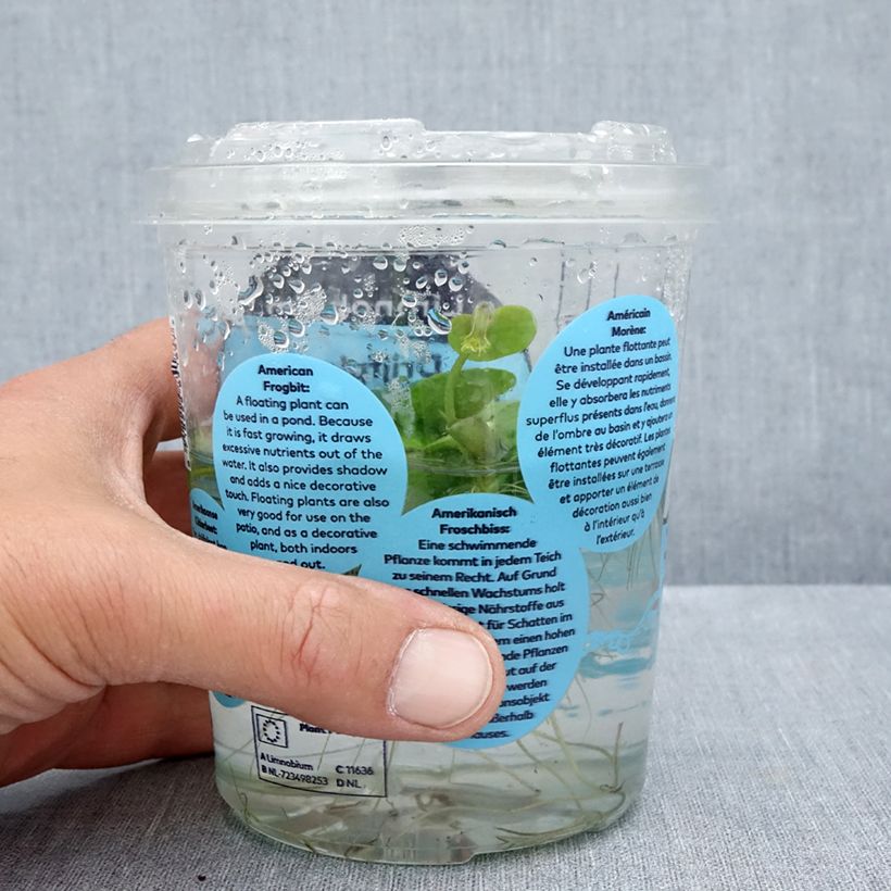 Exemplaar van Limnobium spongia - Amerikaanse kikkerbeet Doos zoals geleverd in de zomer