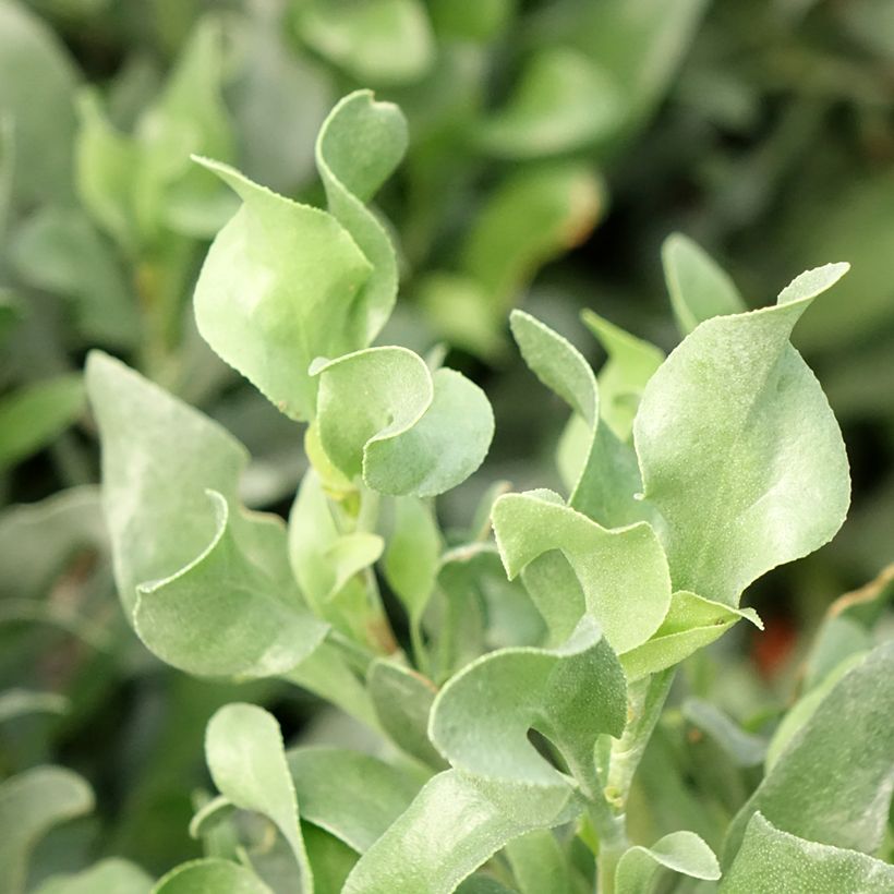 Limoniastrum monopetalum - Lavendelsteen (Blad)