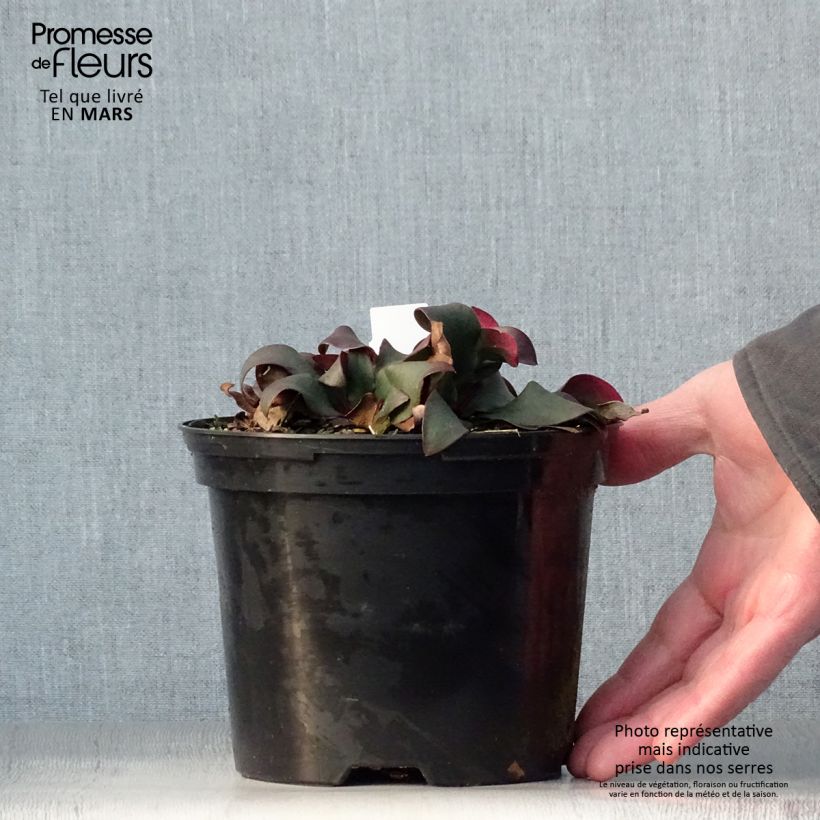 Exemplaar van Limonium Dazzle Rocks - Lamsoor Pot van 2 l/3 l zoals geleverd in de lente