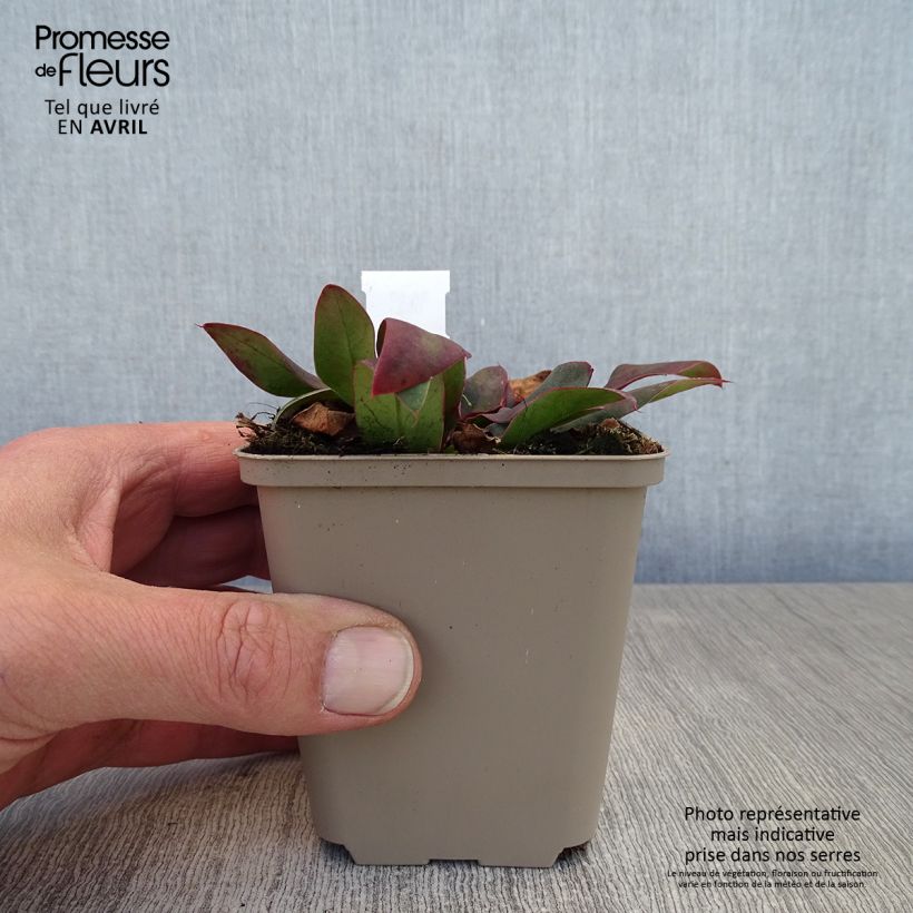 Exemplaar van Limonium Dazzle Rocks - Lamsoor Kweekpotje van 8/9 cm zoals geleverd in de lente