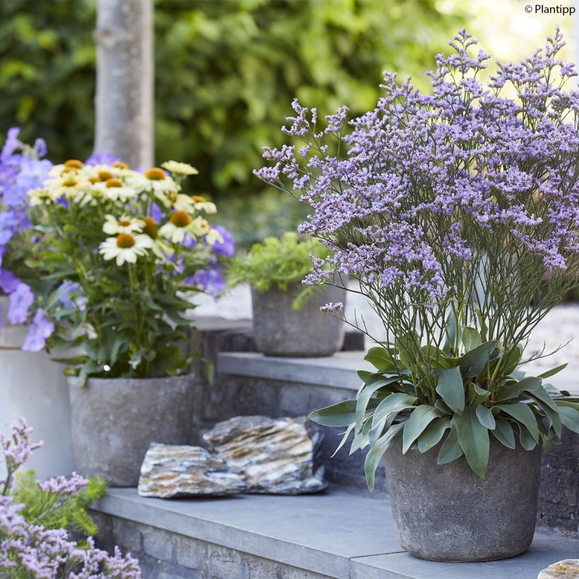 Limonium Dazzle Rocks - Lamsoor (Groeiplaats)