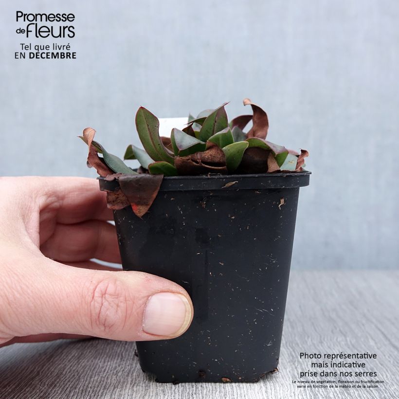 Exemplaar van Limonium Dazzle Rocks - Lamsoor Kweekpotje van 8/9 cm zoals geleverd in de herfst