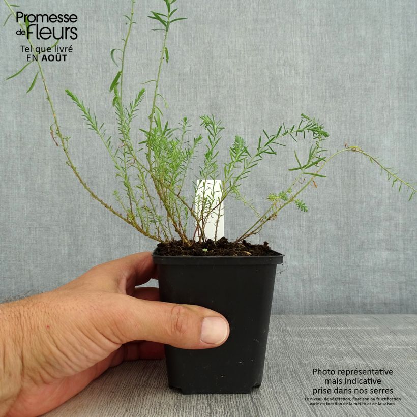 Exemplaar van Limonium Dazzle Rocks - Lamsoor Kweekpotje van 8/9 cm zoals geleverd in de zomer