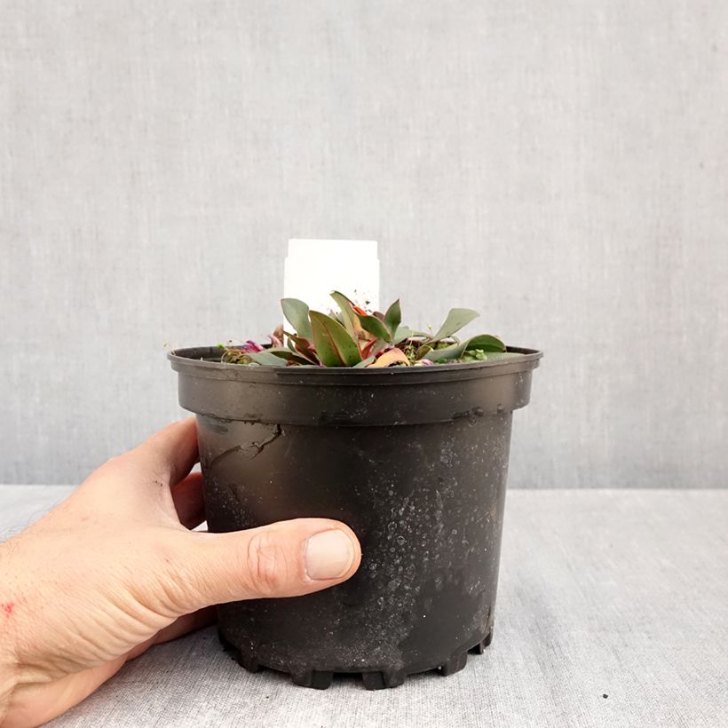 Exemplaar van Limonium Dazzle Rocks - Lamsoor Pot van 2 l/3 l zoals geleverd in de herfst