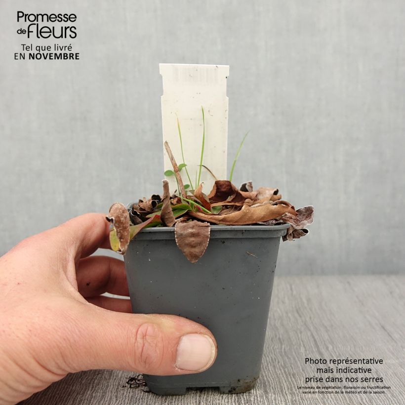 Exemplaar van Limonium gmelinii hungaricum - Lamsoor Kweekpotje van 8/9 cm zoals geleverd in de herfst