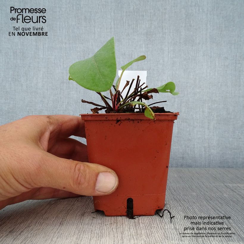 Exemplaar van Limonium perezii - Lamsoor Kweekpotje van 8/9 cm zoals geleverd in de herfst