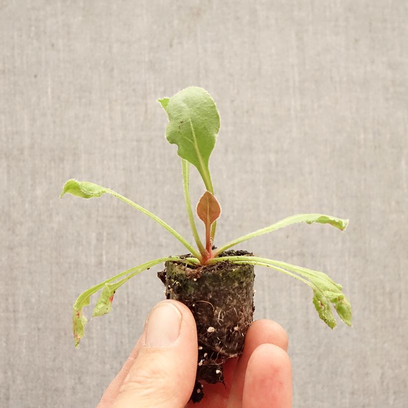 Exemplaar van Limonium perezii - Lamsoor Mini-mot Ø 3/4 cm zoals geleverd in de lente