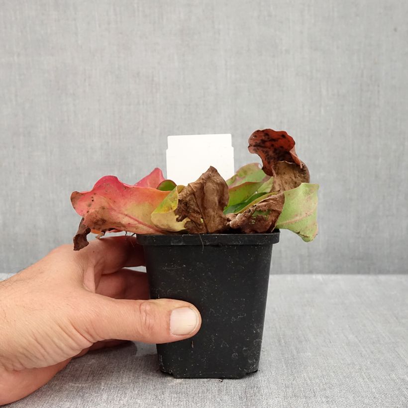 Exemplaar van Limonium platyphyllum - Lamsoor Kweekpotje van 8/9 cm zoals geleverd in de herfst
