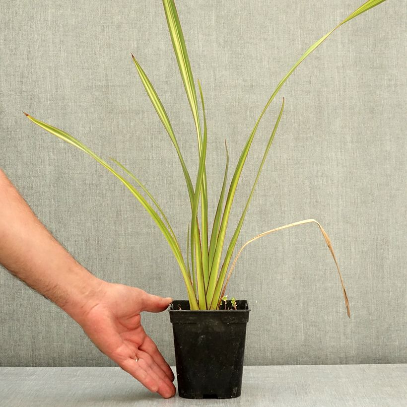 Exemplaar van Phormium Apricot Queen - Nieuw-Zeelands vlas Pot van 1,5 l/2 l zoals geleverd in de zomer