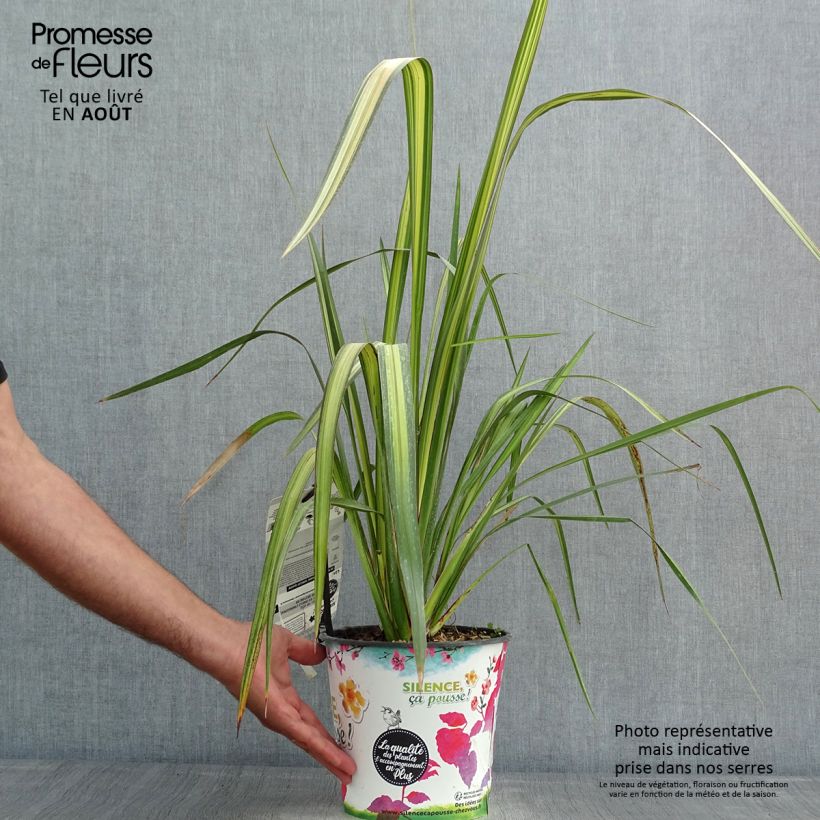 Exemplaar van Phormium Apricot Queen - Nieuw-Zeelands vlas Pot van 3 l/4 l zoals geleverd in de zomer