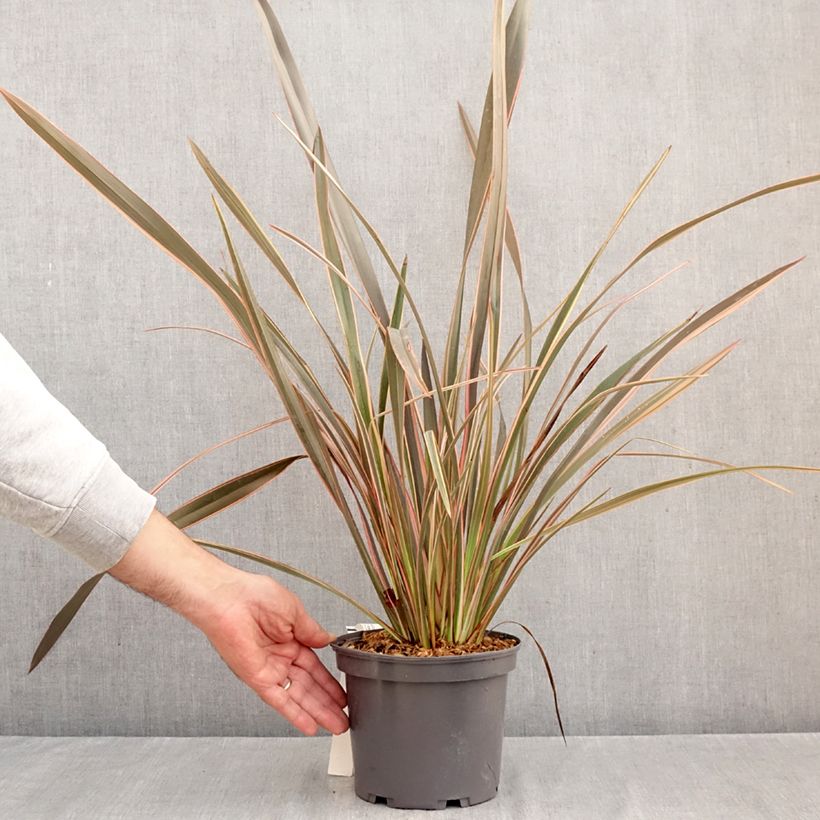 Exemplaar van Phormium tenax Flamingo - Nieuw-Zeelands vlas Pot van 3 l/4 l zoals geleverd in de herfst