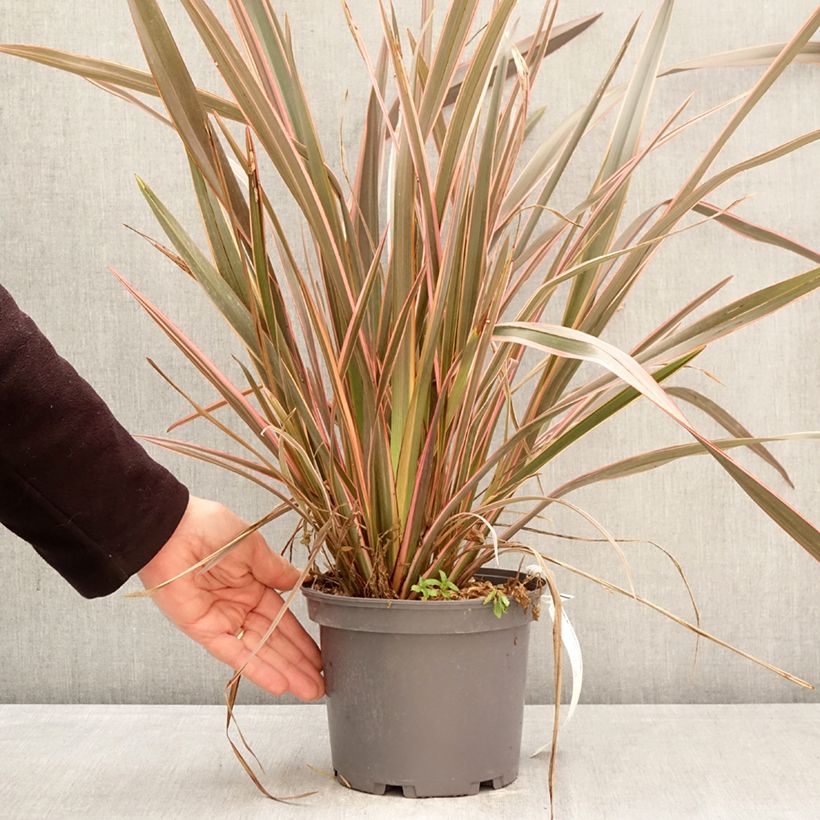 Exemplaar van Phormium tenax Flamingo - Nieuw-Zeelands vlas Pot van 3 l/4 l zoals geleverd in de lente