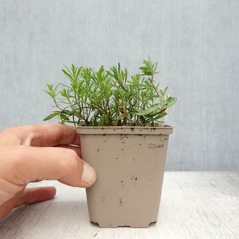 Exemplaar van Linaria anticaria Antique Silver - Vlasleeuwenbek Kweekpotje van 8/9 cm zoals geleverd in de lente