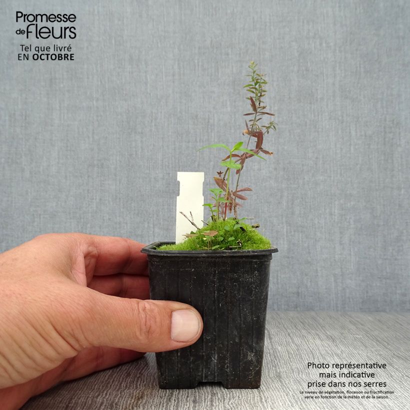 Exemplaar van Linaria purpurea Peachy - Vlasleeuwenbek Kweekpotje van 8/9 cm zoals geleverd in de herfst