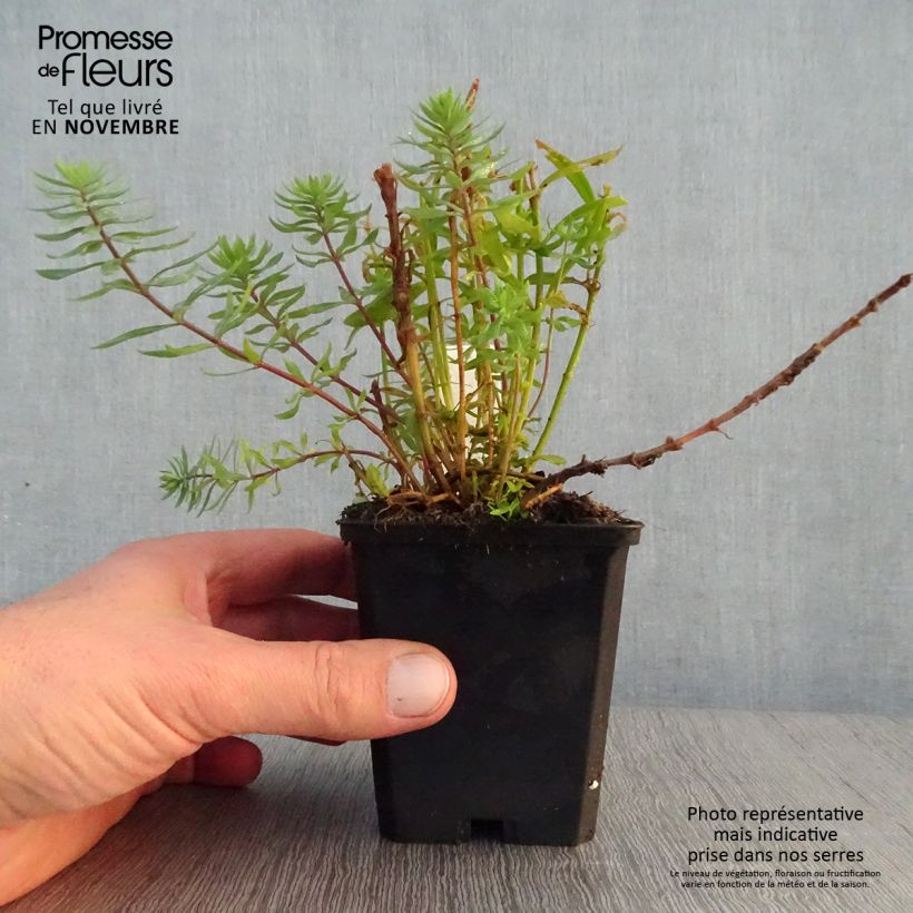 Exemplaar van Linaria purpurea Canon J. Went - Vlasleeuwenbek Kweekpotje van 8/9 cm zoals geleverd in de herfst
