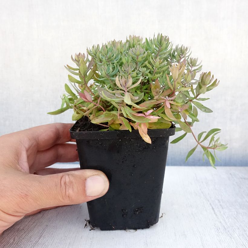 Exemplaar van Linaria purpurea Canon J. Went - Vlasleeuwenbek Kweekpotje van 8/9 cm zoals geleverd in de zomer