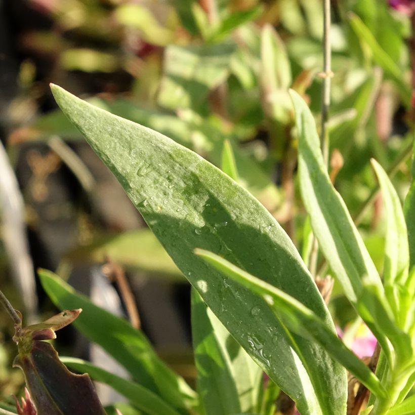 Linaria triornithophora - Drievogel-linaria (Blad)