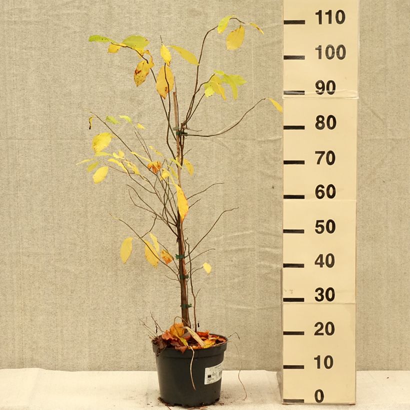 Exemplaar van Lindera benzoin - Koortsstruik Pot van 4 l/5 l zoals geleverd in de herfst