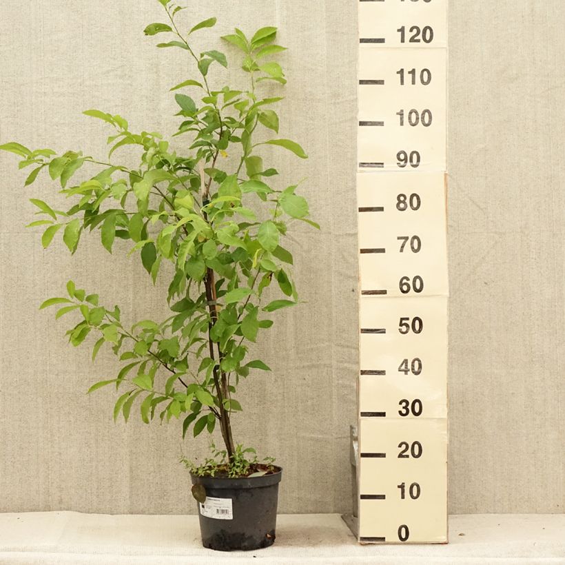 Exemplaar van Lindera benzoin - Koortsstruik Pot van 4 l/5 l zoals geleverd in de zomer