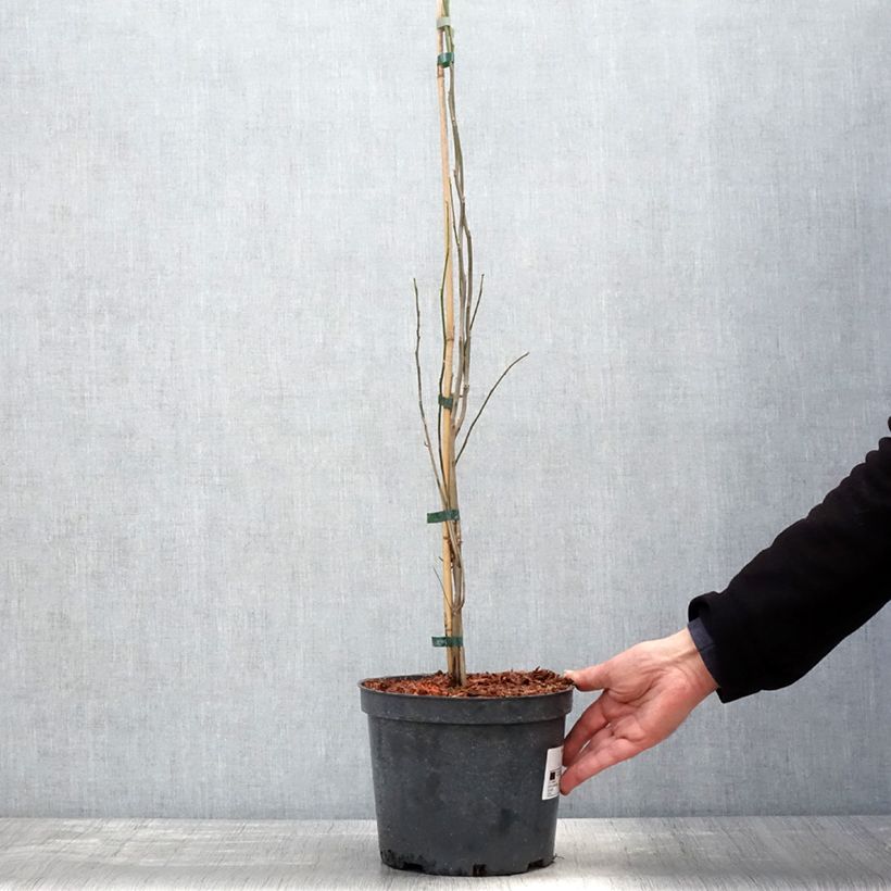 Exemplaar van Lindera benzoin - Koortsstruik Pot van 4 l/5 l zoals geleverd in de lente