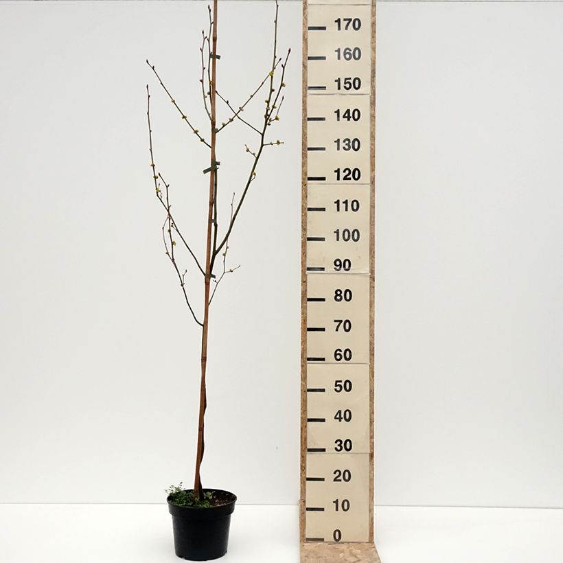 Exemplaar van Lindera obtusiloba - Geurstruik Pot van 4 l/5 l zoals geleverd in de winter
