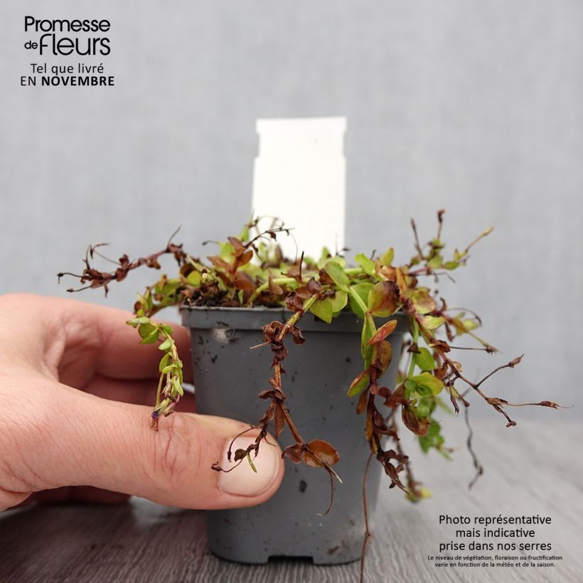 Exemplaar van Lindernia grandiflora - Valse pimpernel Kweekpotje van 8/9 cm zoals geleverd in de herfst