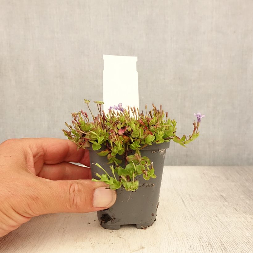 Exemplaar van Lindernia grandiflora - Valse pimpernel Kweekpotje van 8/9 cm zoals geleverd in de zomer