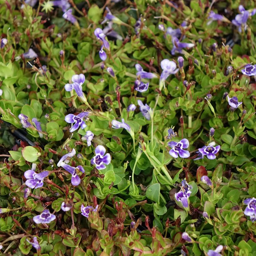 Lindernia grandiflora - Valse pimpernel (Bloei)