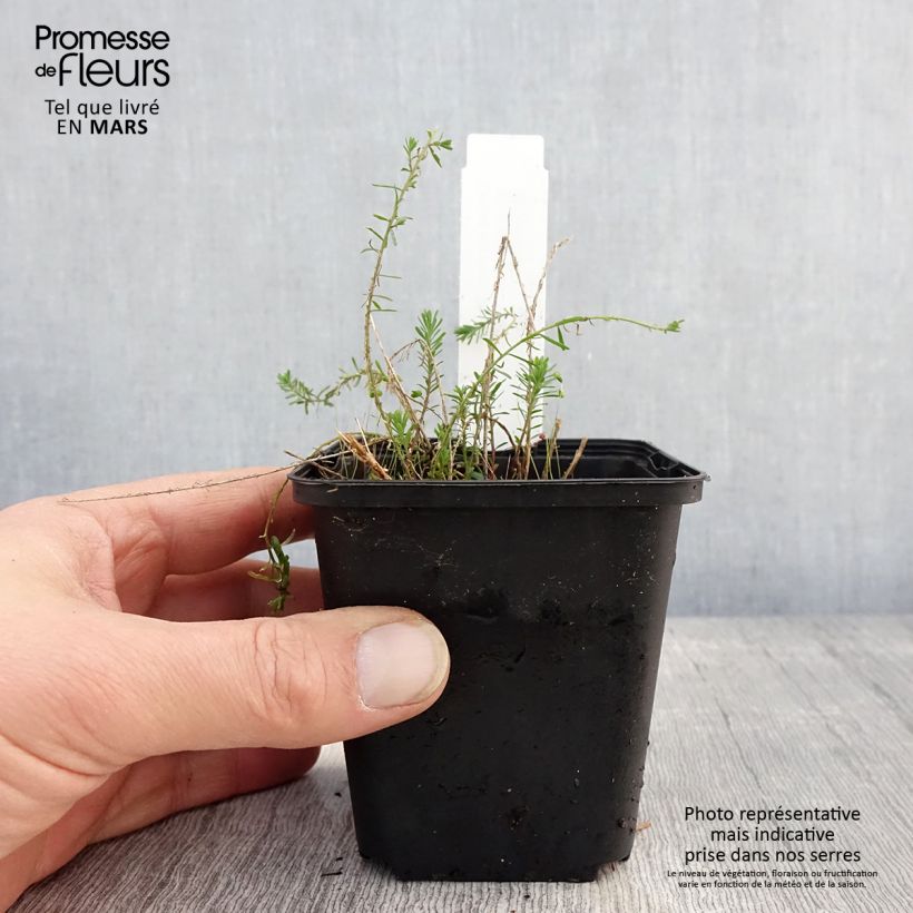 Exemplaar van Linum perenne Saphir - Overblijvend vlas Kweekpotje van 8/9 cm zoals geleverd in de lente