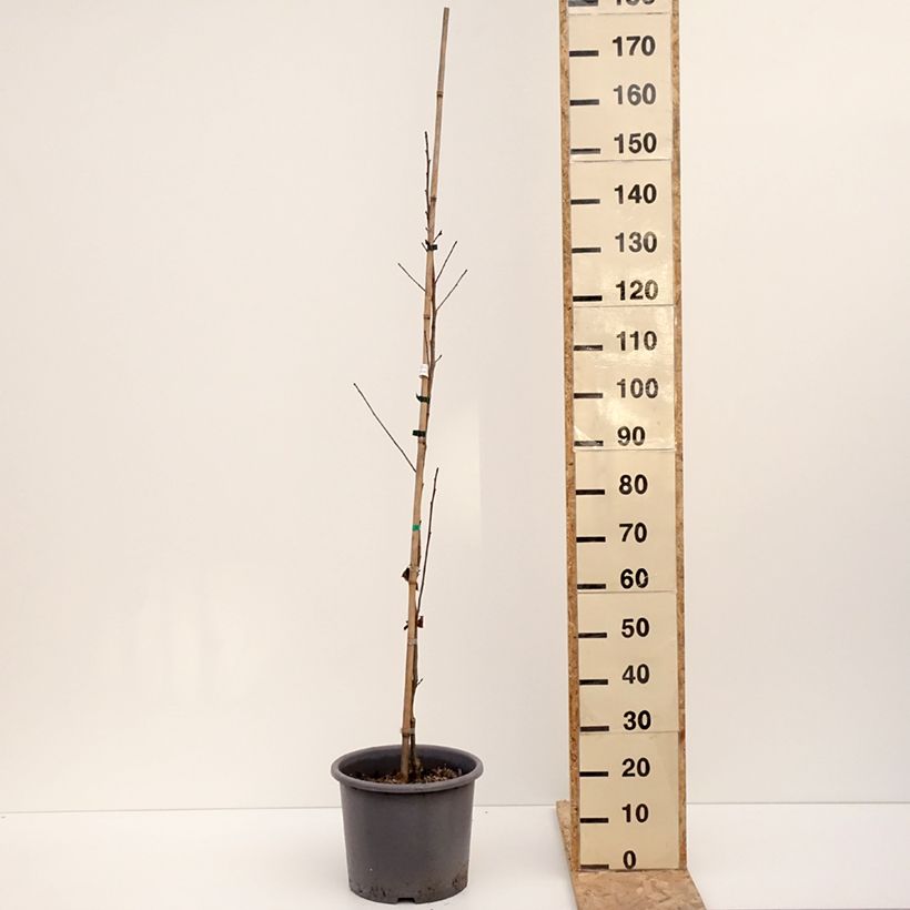 Exemplaar van Liquidambar formosana - Copalme de Chine Pot de 12L/15L, Baliveau zoals geleverd in de winter