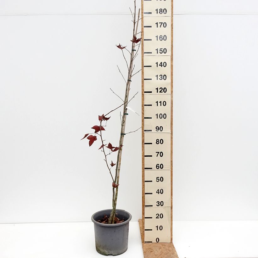 Exemplaar van Liquidambar formosana - Chinese amberboom Pot van 12 l/15 l zoals geleverd in de herfst