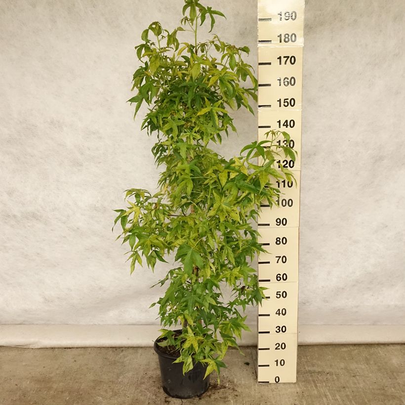 Exemplaar van Liquidambar styraciflua Aurea - Amberboom Pot van 12 l/15 l, Kroonhoogte zoals geleverd in de zomer