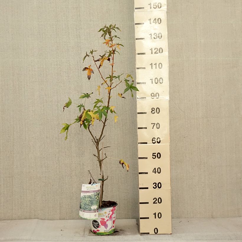 Exemplaar van Liquidambar styraciflua Aurea - Amberboom Pot van 4 l/5 l zoals geleverd in de herfst