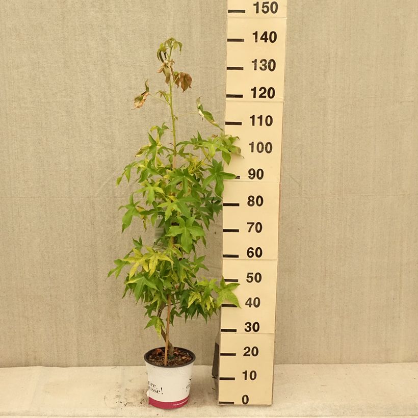 Exemplaar van Liquidambar styraciflua Aurea - Amberboom Pot van 4 l/5 l zoals geleverd in de zomer