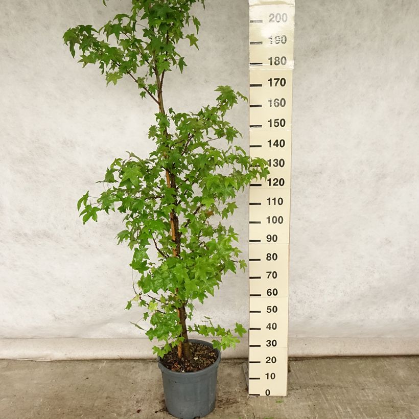 Exemplaar van Liquidambar styraciflua - Amberboom Pot van 7,5 l/10 l zoals geleverd in de zomer