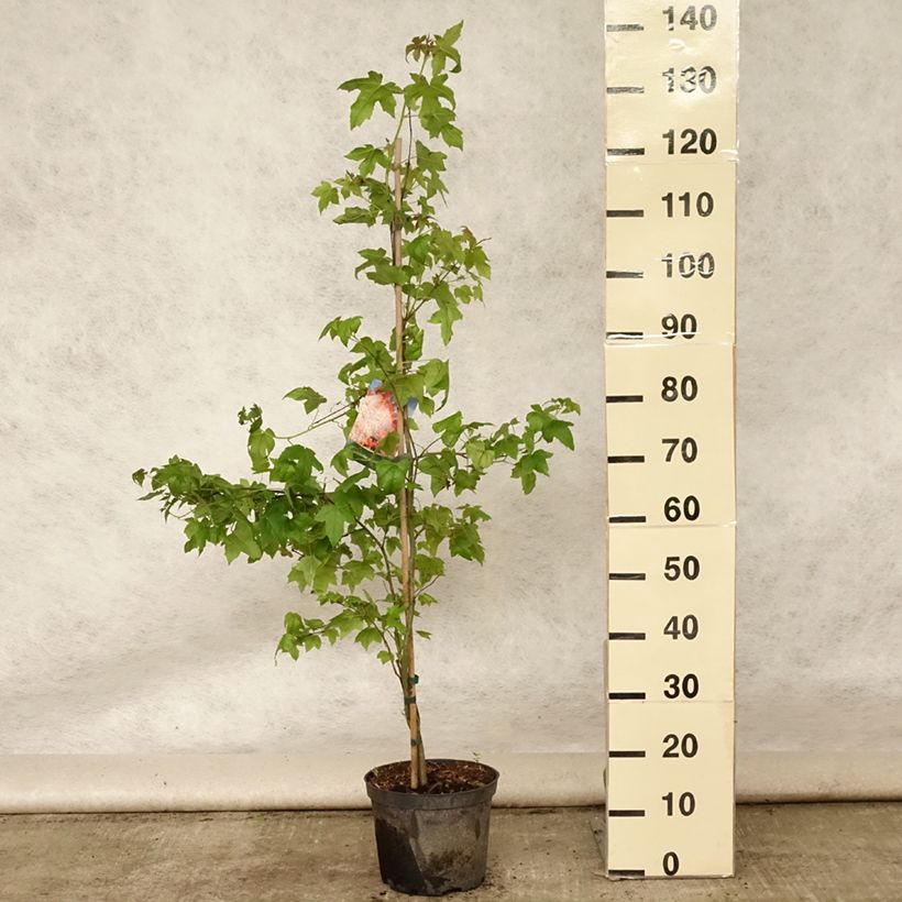 Exemplaar van Liquidambar styraciflua - Amberboom Pot van 3 l/4 l zoals geleverd in de zomer