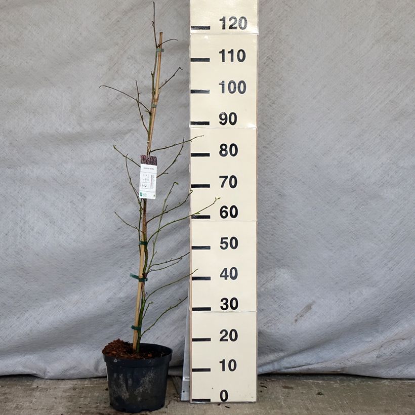 Example of Liquidambar styraciflua - Amberboom Pot van 3 l/4 l as you get in printemps