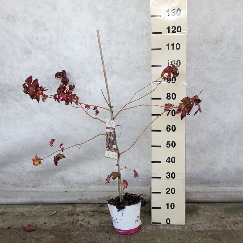Exemplaar van Liquidambar styraciflua Golden Sun - Amberboom Pot van 4 l/5 l zoals geleverd in de herfst