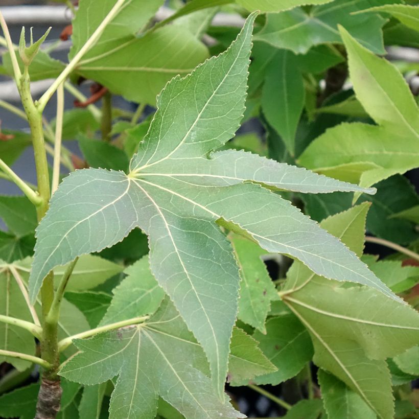 Liquidambar styraciflua Oakville Highlight - Amberboom (Blad)