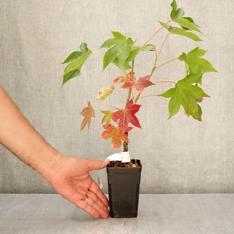 Exemplaar van Liquidambar styraciflua Oakville Highlight - Amberboom Pot van 1 l/1,5 l zoals geleverd in de zomer