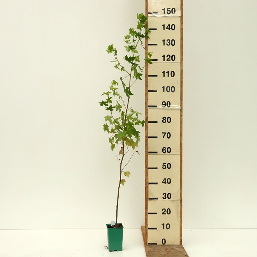 Exemplaar van Liquidambar styraciflua - Amberboom Pot van 12 cm / 13 cm zoals geleverd in de zomer