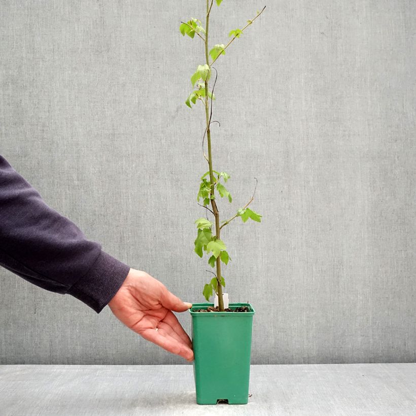 Exemplaar van Liquidambar styraciflua - Amberboom Pot van 12 cm / 13 cm zoals geleverd in de lente